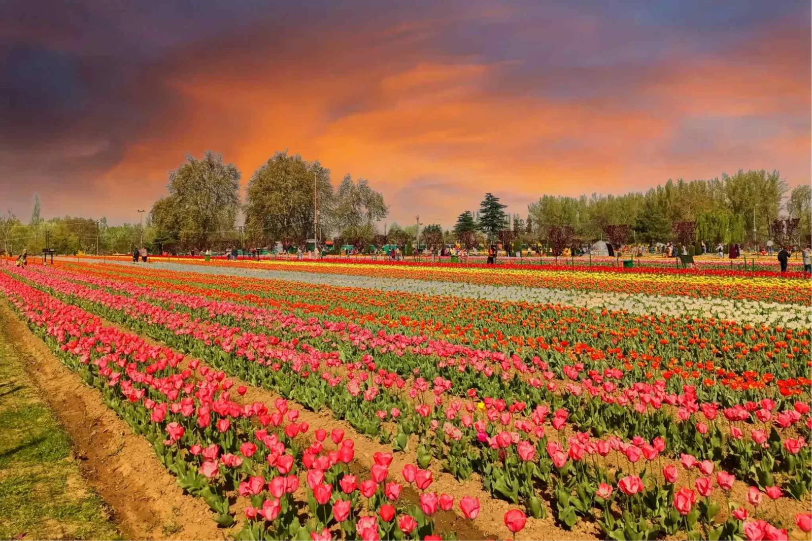 Srinagar Tulip Garden: Record-breaking 4 lakh tourists visits till March.