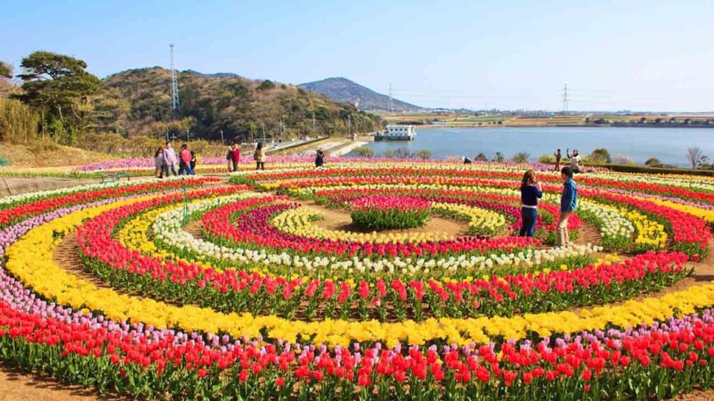 Srinagar Tulip Garden