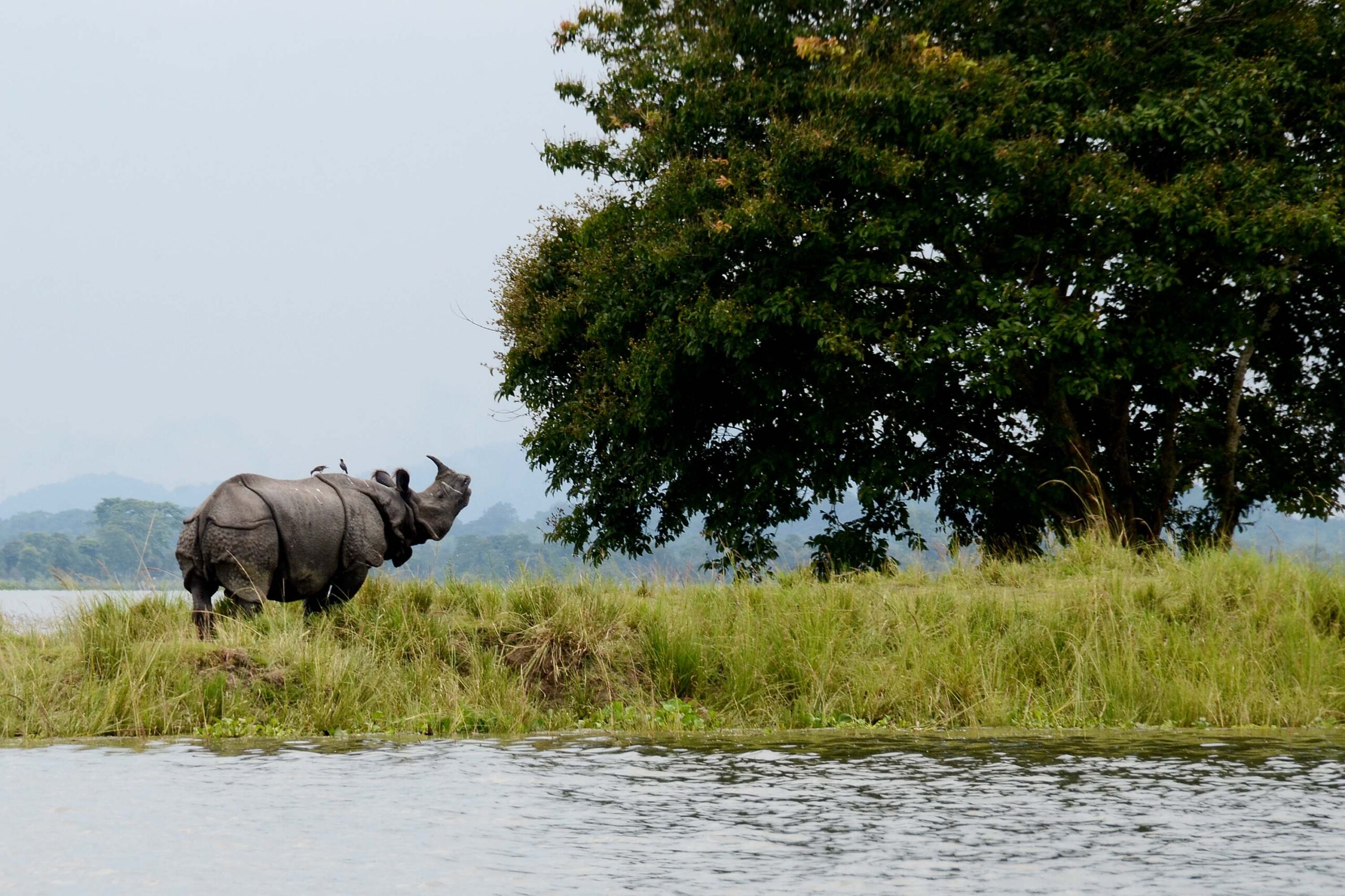 Kaziranga NAtional Park Opening Date