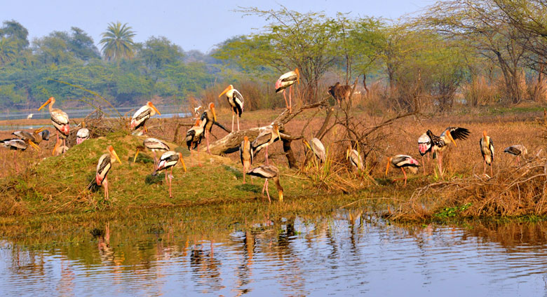 Wildlife in Rajasthan 