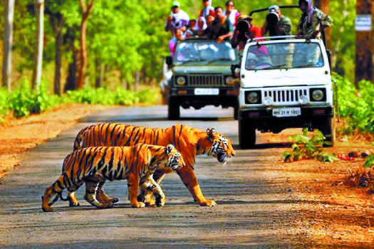 Best Domestic Destinations in India for 2025