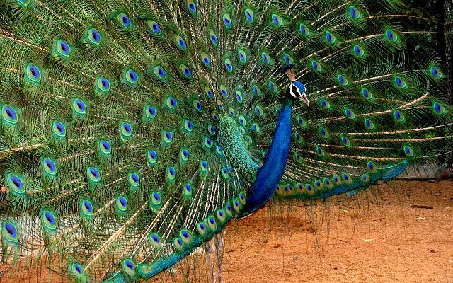 Best Places to Visit in Chennai